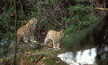  lynx,jeune,mère,félin 